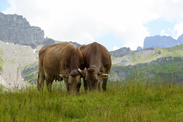 Schweizer Braunvieh auf der Almweide