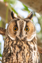 great horned owl