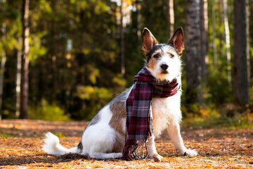 Autumn dog, a cute puppy with a scarf sits in colorful leaves in the forest. Looks at the sun's rays. Romantic, contented pet golden autumn, mood. Copy Space