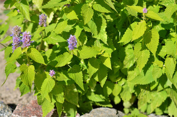 Agastache foeniculum or Anise hyssop - species of perennial aromatic plant in the mint family growing outdoors in the garden, medicinal herb.