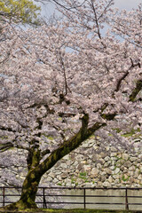 世界遺産姫路城