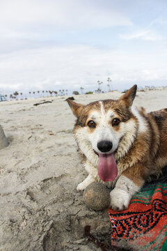 Enthusiatic Corgi on the beach witha ball for fetch
