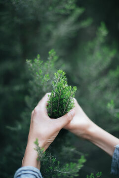 Hands touching in a delicate way some green bushes in the forest