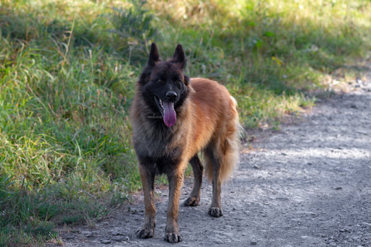 chie tervuren 