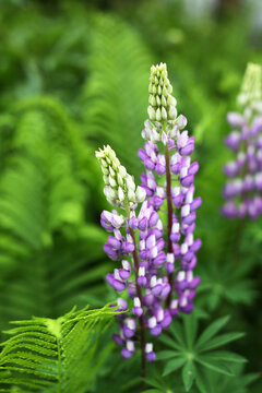 Vibrant Puple Lupine Flowers In Bloom Alongside Ferns