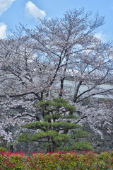 Fototapeta premium 姫路城の桜
