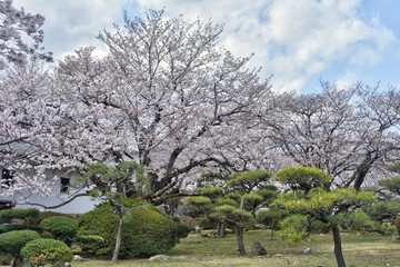 Fototapeta premium 姫路城の桜
