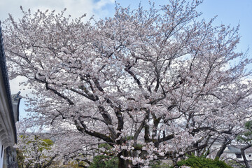 姫路城の桜