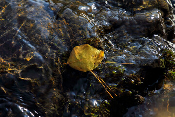 Colorful leaves from trees in a stream