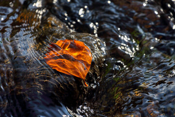 Colorful leaves from trees in a stream