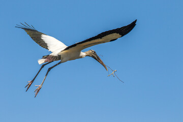 The wood stork (Mycteria americana) in flight.  It is a large American wading bird in the stork family.