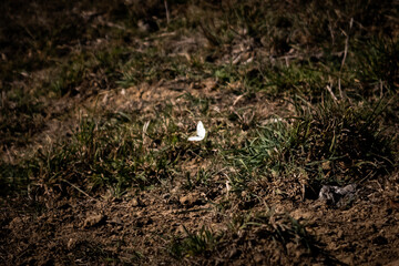 Papillon blanc