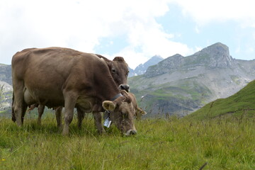 Fototapeta na wymiar Schweizer Braunvieh auf der Almweide