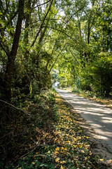 Fototapeta premium Chemin dans un bosquet