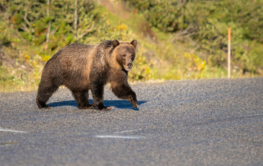 Grizzly bear in the wild