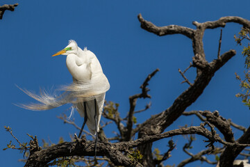 The Great Egret in breeding plumage.  The great egret is a little over three feet tall with a wingspan of almost five feet. 