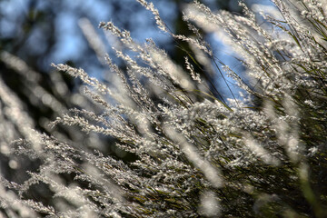 The sunlit grass. Golden spikelets of grass. 