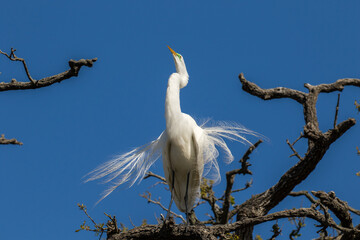 The Great Egret in breeding plumage.  The great egret is a little over three feet tall with a wingspan of almost five feet. 