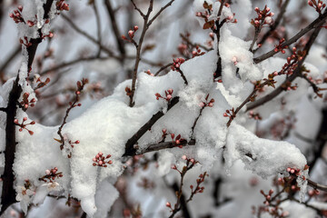 Snow-covered blossoms. Flowering fruit trees. Snowy spring.