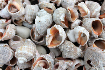 background of empty seashells