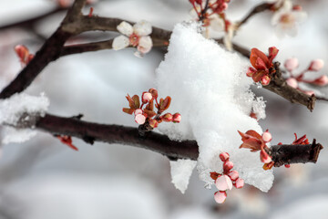 Snow-covered blossoms. Flowering fruit trees. Snowy spring.
