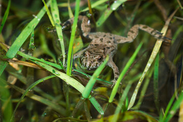 The European red-bellied toad (lat. Bombina bombina), of the family Bombinatoridae.