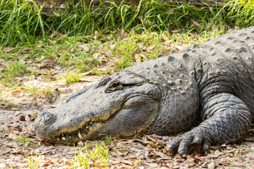 Portrait of an alligator.  It is a large aquatic reptile that lives throughout the tropics in Africa, Asia, the Americas and Australia.