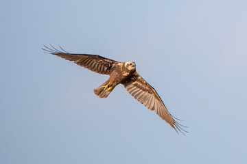 osprey in flight