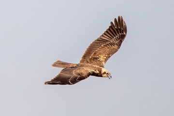 osprey in flight