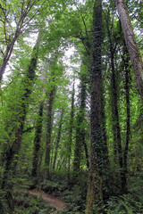 Tall green leafy trees in the Pacific Northwest rainforest
