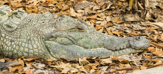 Portrait of an crocodile.  It is a large aquatic reptile that lives throughout the tropics in Africa, Asia, the Americas and Australia.