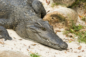 Portrait of an alligator.  It is a large aquatic reptile that lives throughout the tropics in Africa, Asia, the Americas and Australia.
