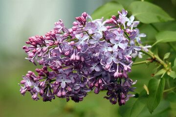 Purple lilacs from spring garden