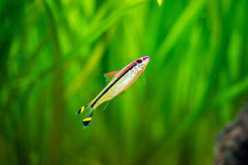 Denison barb (Sahyadria denisonii) isolated on a fish tank with blurred background