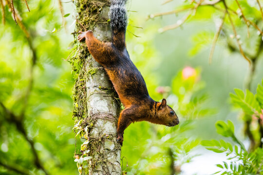 A squirrel looking out on the tree