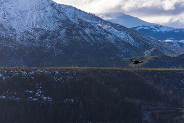 Scene view of an Andean condor (Vultur gryphus) flying against snowcapped mountain