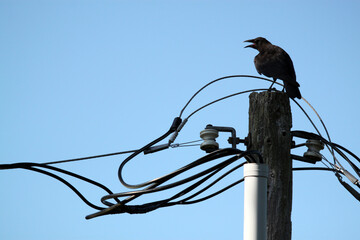 Black crow perch on top of power pole surrounded by multiple wires