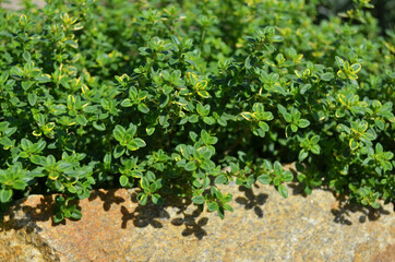 Lemon thyme or the citrus thyme - fragrant perennial herb with aroma to that of lemon. A macro image of fresh green thyme growing outdoors.