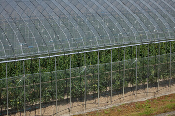 ビニールハウス