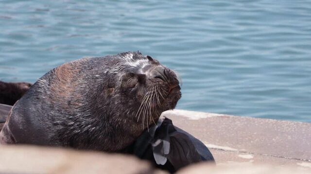 Sea lion scratching and resting in the sun on the coast of Mar del Plata, slow motion.