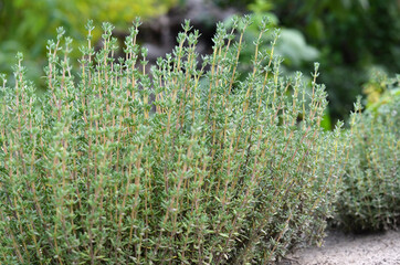 Thyme or Thymus vulgaris - aromatic perennial herb. Bush of fresh green thyme growing in the...