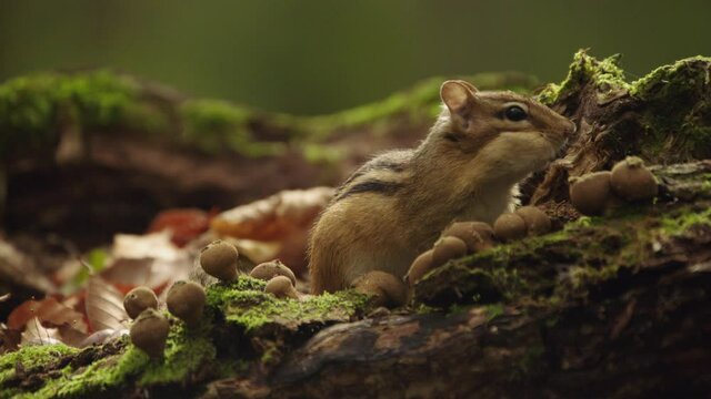 Footage of chipmunk feeding, Quebec, Canada