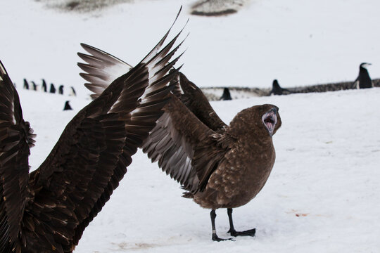 A Skua Shows Wings in Agression
