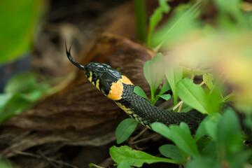 The grass snake (lat. Natrix natrix)