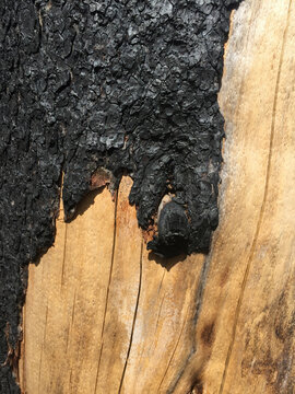 Close up of fire damaged evergreen tree, Cascades, WA, USA