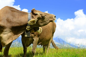 Schweizer Braunvieh auf der Almweide