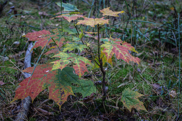 Young maple tree in autumn. Autumn maple small