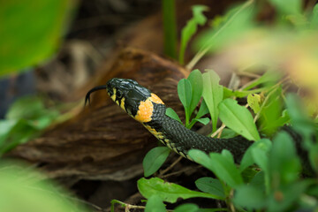 The grass snake (lat. Natrix natrix)