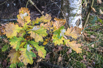 Autumn oak leaves in the forest. Oak in the grass.