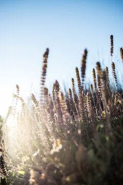 Wild Flowers 02